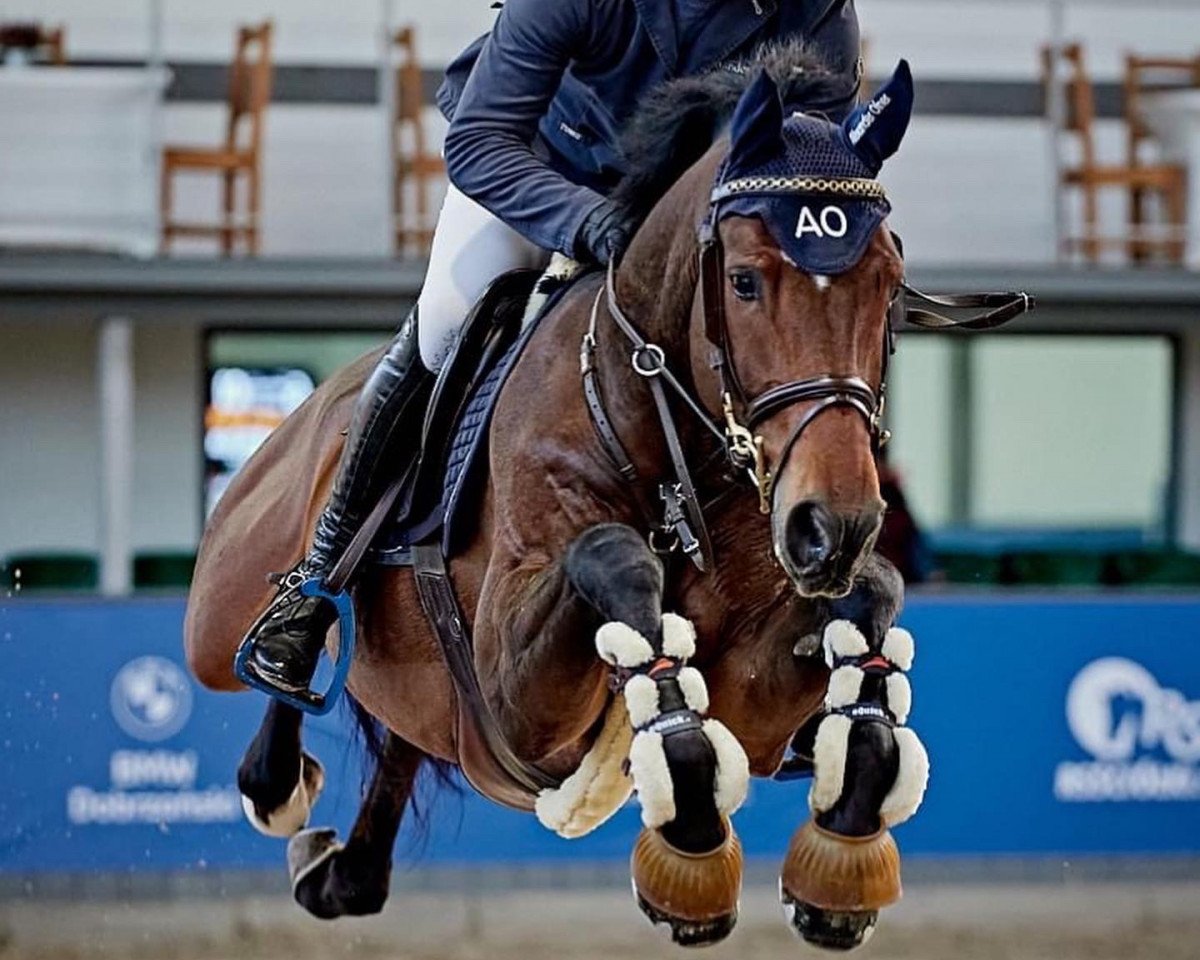 Springpferd United Uno (Westfale, 2017, von United Touch S)