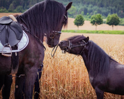 broodmare Elbrich Siko (Friese, 2009, from Ait)