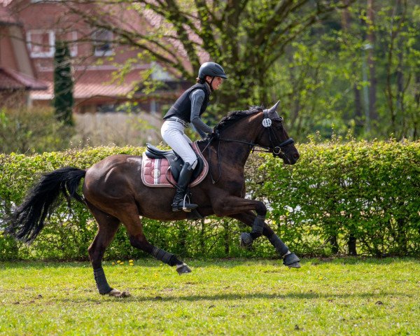 jumper Nick 196 (German Riding Pony, 2012, from Nemax)