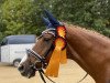 dressage horse Rhesus (German Sport Horse, 2008, from Relius)