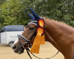 dressage horse Rhesus (German Sport Horse, 2008, from Relius)