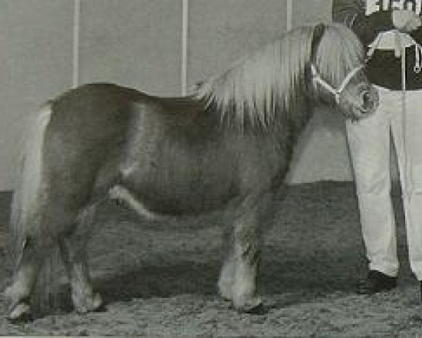 stallion Lloyd v. Stal de Veldmaat (Shetland Pony, 1996, from Goldenboy van Wegdam)