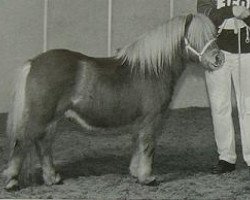 Deckhengst Lloyd v. Stal de Veldmaat (Shetland Pony, 1996, von Goldenboy van Wegdam)