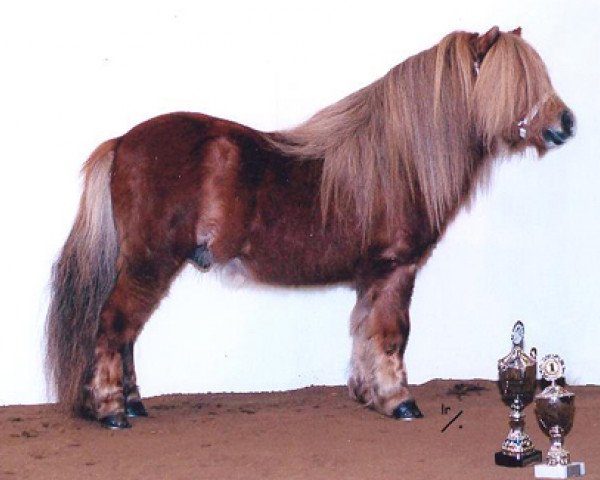 Deckhengst Hotze van de Raven (Shetland Pony, 1993, von Donald van de Belschuur)