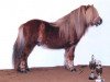 stallion Hotze van de Raven (Shetland Pony, 1993, from Donald van de Belschuur)