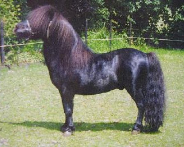 stallion Nick v.d. Ruif (Shetland Pony, 1977, from North Wells Golden Roussel)