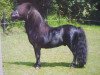 Deckhengst Nick v.d. Ruif (Shetland Pony, 1977, von North Wells Golden Roussel)