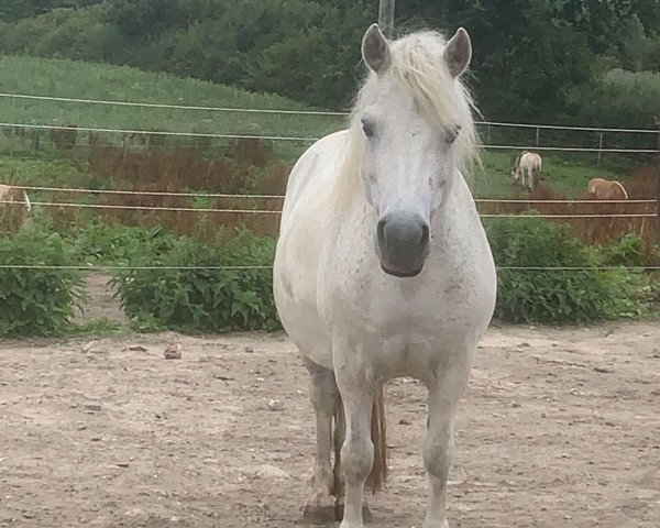 broodmare Darling von der Haner Au (Shetland Pony, 2010, from Olly)