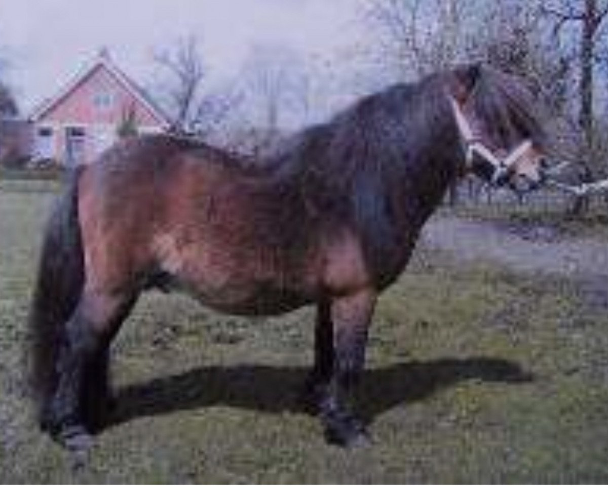 stallion Donald van de Belschuur (Shetland pony (under 87 cm), 1989, from Parlington Pimpernell)