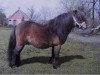 stallion Donald van de Belschuur (Shetland pony (under 87 cm), 1989, from Parlington Pimpernell)