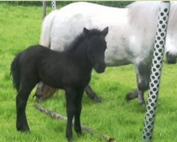 Pferd Distel von der Brammestab (Shetland Pony, 2018, von Intendant)