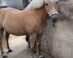 broodmare Fiorosa (Haflinger, 2008, from Nabucco)