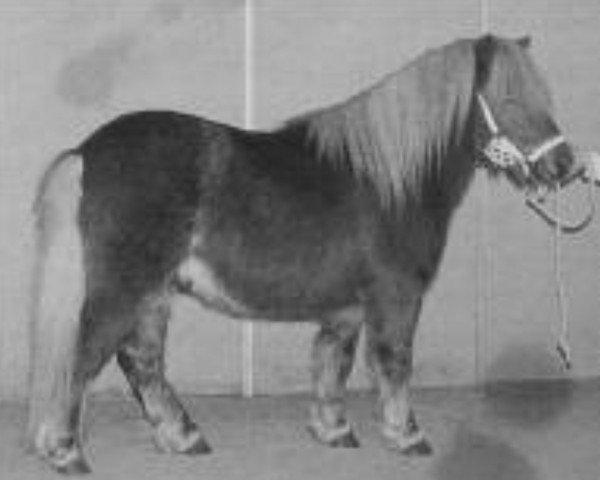 stallion Goldenboy van Wegdam (Shetland Pony, 1992, from Parlington Pimpernell)