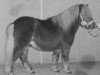 stallion Goldenboy van Wegdam (Shetland Pony, 1992, from Parlington Pimpernell)