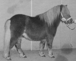 stallion Goldenboy van Wegdam (Shetland Pony, 1992, from Parlington Pimpernell)