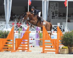 jumper Excelsior Optimus Z (Zangersheide riding horse, 2020, from Ermitage Kalone)