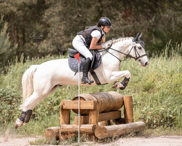 jumper Heatherview Henry (Pony without race description, 2015)