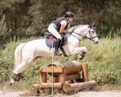 jumper Heatherview Henry (Pony without race description, 2015)