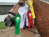 dressage horse Anja van de Meerloseweg (Haflinger, 2001, from Arizona)