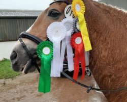 Dressurpferd Anja van de Meerloseweg (Haflinger, 2001, von Arizona)