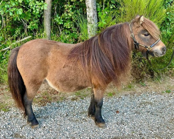 broodmare Darleyne van de Viersprong (Shetland Pony,  , from Pacific van Bromishet)