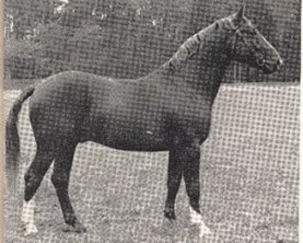 stallion Assing I (Hanoverian, 1939, from Ast)