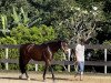 dressage horse Betty Barcley 10 (Hanoverian, 2017, from Buckingham)