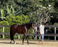 dressage horse Betty Barcley 10 (Hanoverian, 2017, from Buckingham)