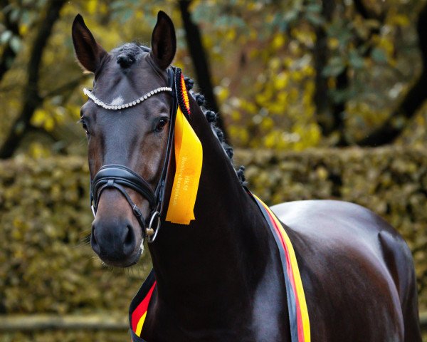 stallion Global Hope (Hanoverian, 2020, from Global Player OLD)