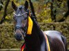 stallion Global Hope (Hanoverian, 2020, from Global Player OLD)