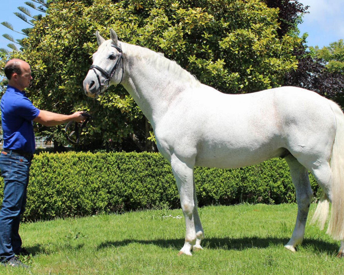 Deckhengst Senator VDL (KWPN (Niederländisches Warmblut), 1999, von Corland)