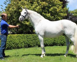 stallion Senator VDL (KWPN (Royal Dutch Sporthorse), 1999, from Corland)