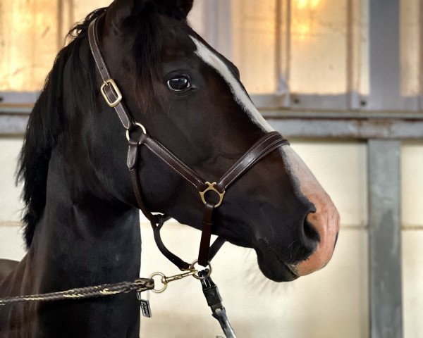 horse Mönchshof's Fashion Girl (German Warmblood,  , from Rajko)