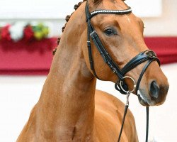 dressage horse Devotion (German Sport Horse, 2021, from Dynamic Dream)