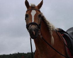 Pferd Wintersonne (Haflinger, 2015, von Wintersturm)