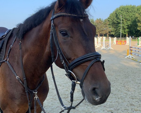 dressage horse Frederico 59 (Westphalian, 2018, from First Selection)
