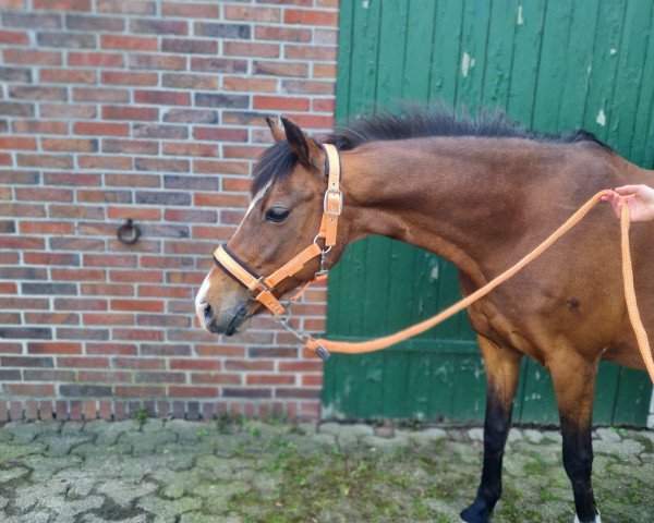 jumper Revana 6 (German Riding Pony, 2004, from King Bjuti)