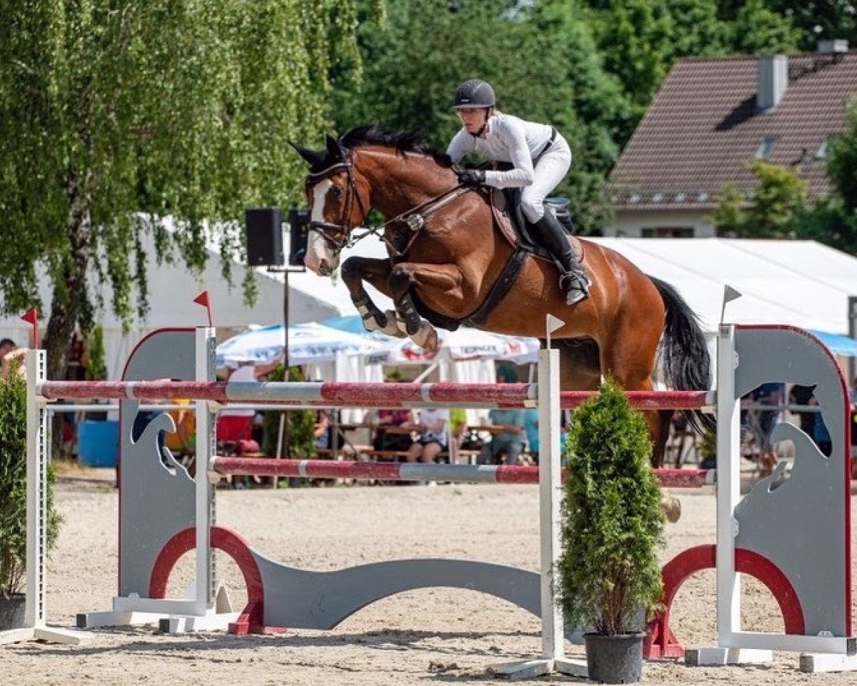 Springpferd Quintender's Dream (Österreichisches Warmblut, 2011, von Quintender 2)