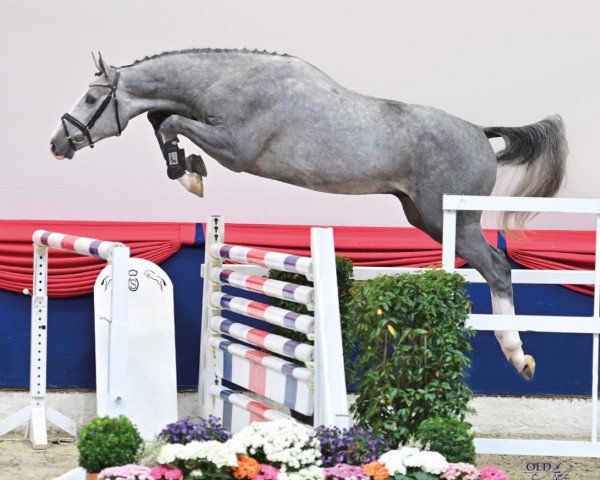 stallion Catapult (Oldenburg show jumper, 2019, from Cartogran)