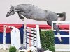 stallion Catapult (Oldenburg show jumper, 2019, from Cartogran)