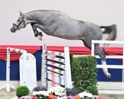 stallion Catapult (Oldenburg show jumper, 2019, from Cartogran)