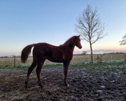 Pferd Venustas Crispy Dream (Deutsches Reitpony, 2023, von Venustas Crispy Cracker)