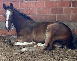 jumper U Dance C (Belgian Warmblood, 2020, from Ermitage Kalone)