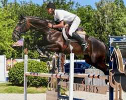 Zuchtstute Qadance C (Belgisches Warmblut, 2016, von Thunder van de Zuuthoeve)