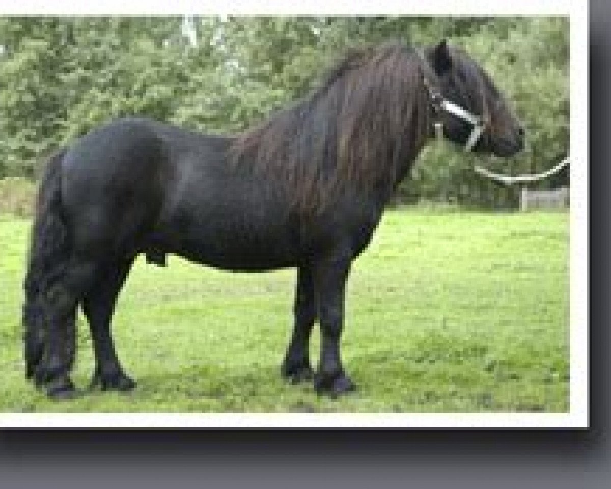 stallion Kevin van Bunswaard 157 SH (Shetland Pony, 1995, from Edmund van de Brouwerij)