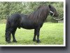 stallion Kevin van Bunswaard 157 SH (Shetland Pony, 1995, from Edmund van de Brouwerij)