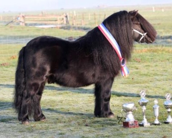stallion Berno van de Pelgrim (Shetland Pony, 2008, from Shadow van Drieoka)