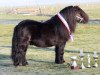 stallion Berno van de Pelgrim (Shetland Pony, 2008, from Shadow van Drieoka)