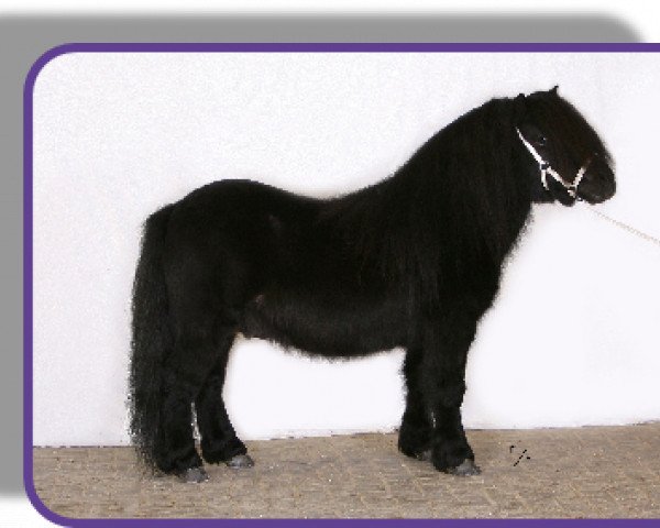 stallion Octaaf van de Römer (Shetland Pony, 1999, from Friso van de Heuvelshof)