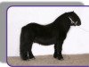Deckhengst Octaaf van de Römer (Shetland Pony, 1999, von Friso van de Heuvelshof)